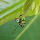 spotting bug nymph