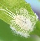 Mealy bug