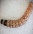 macadamia twig girdler larvae