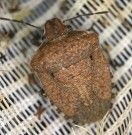 brown shield bug