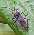 Image of an unknown Seed Bug from the Family Lygaeidae