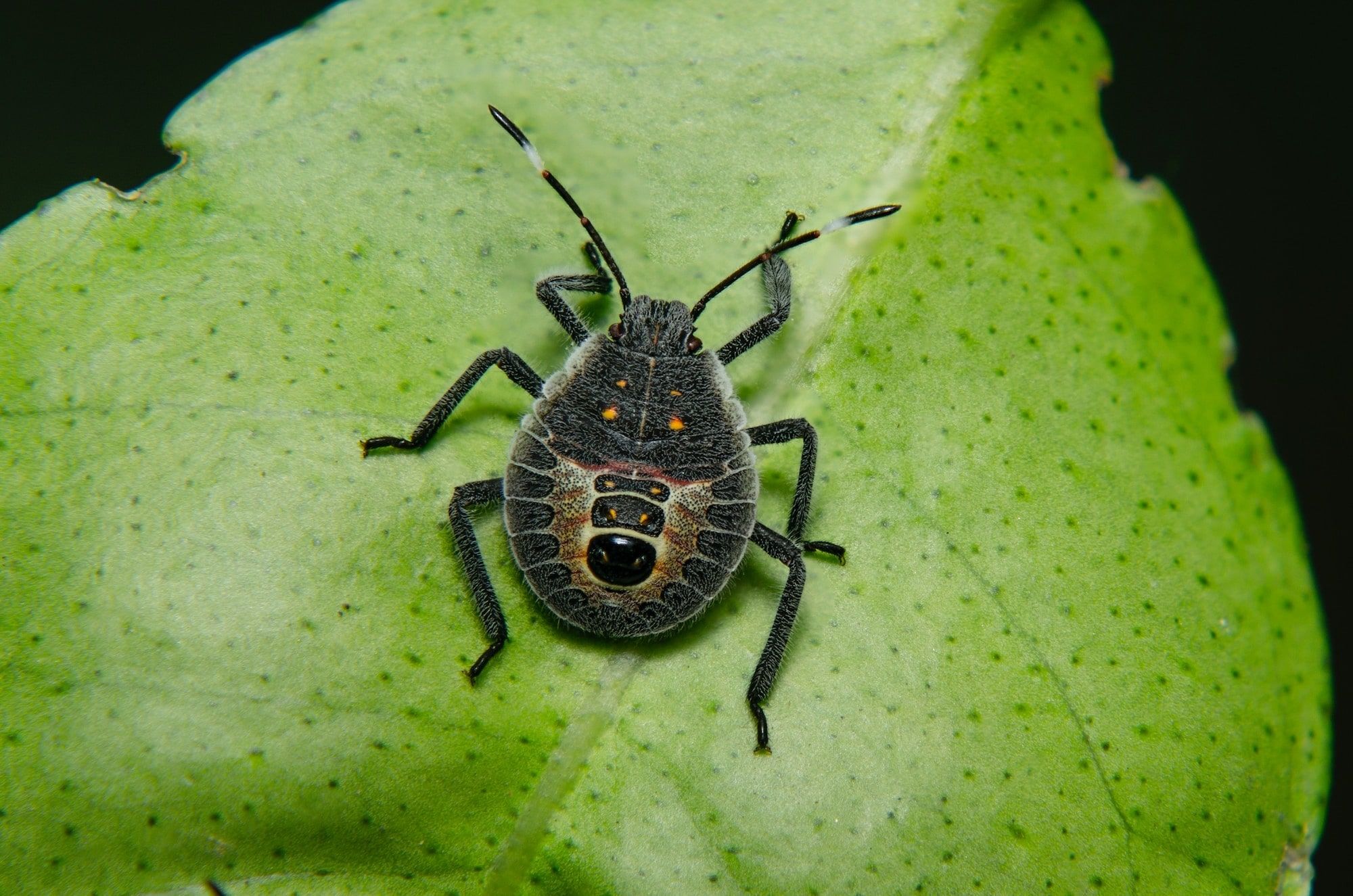Vegetable bug