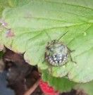 Green vegetable bug nymph on a strawberry leaf