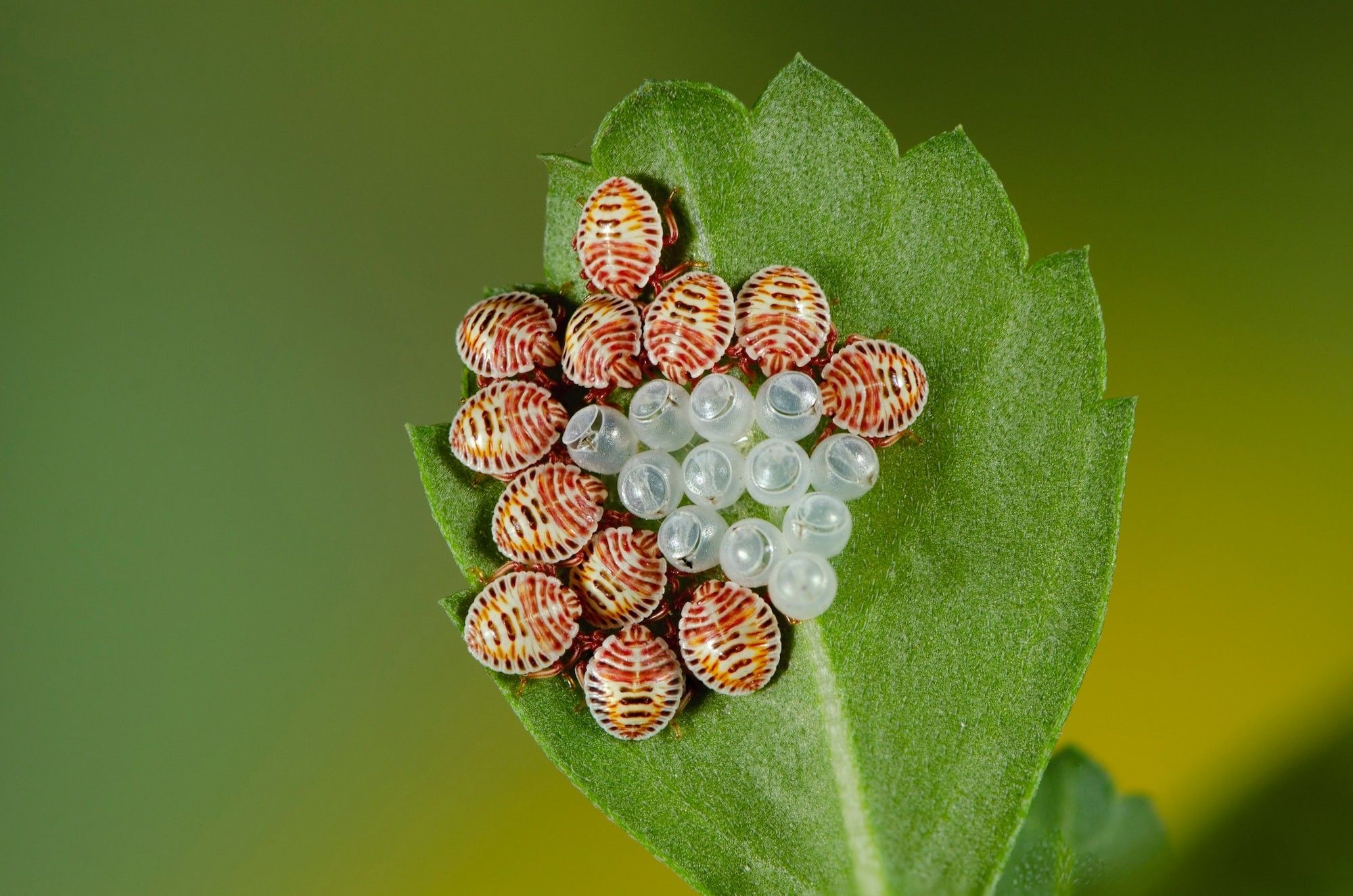 Vegetable eggs and nymphs